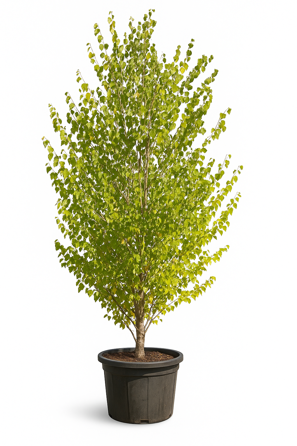 Judasblattbaum / Cercidiphyllum japonicum